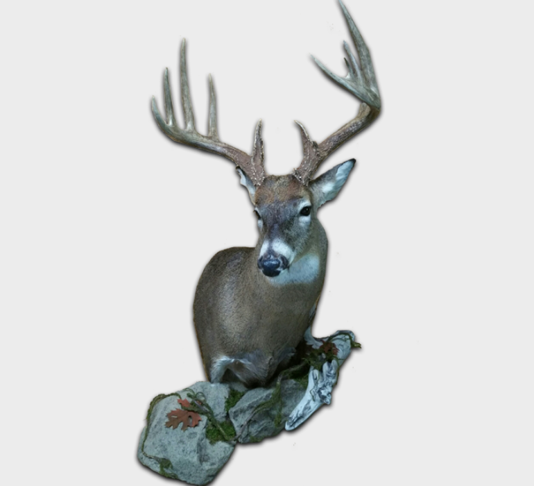 TAXIDERMY